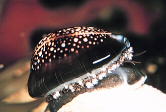 Cowrie shells